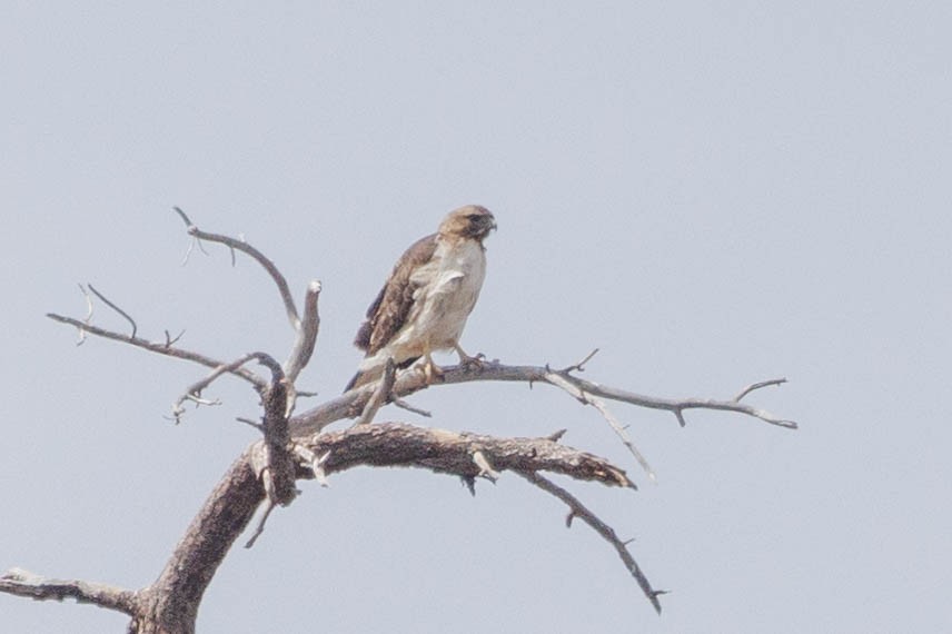 Red-tailed Hawk - Kenny Younger