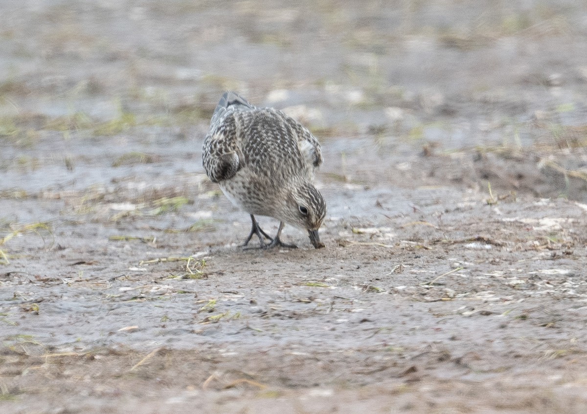 Baird's Sandpiper - ML623502092