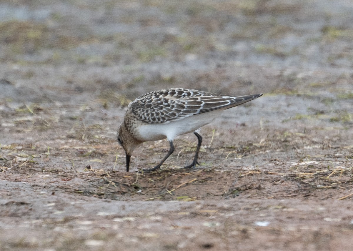 Baird's Sandpiper - ML623502103