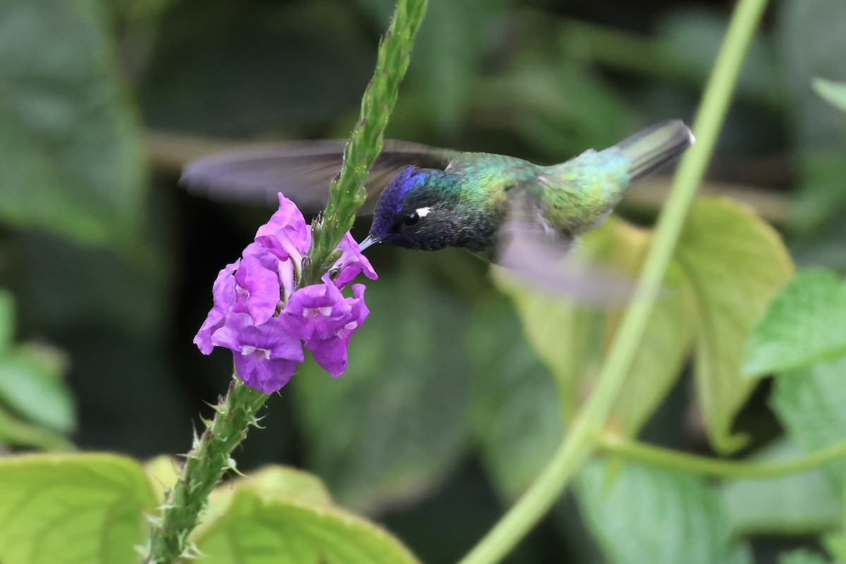 Violet-headed Hummingbird - Gonzalo Nazati