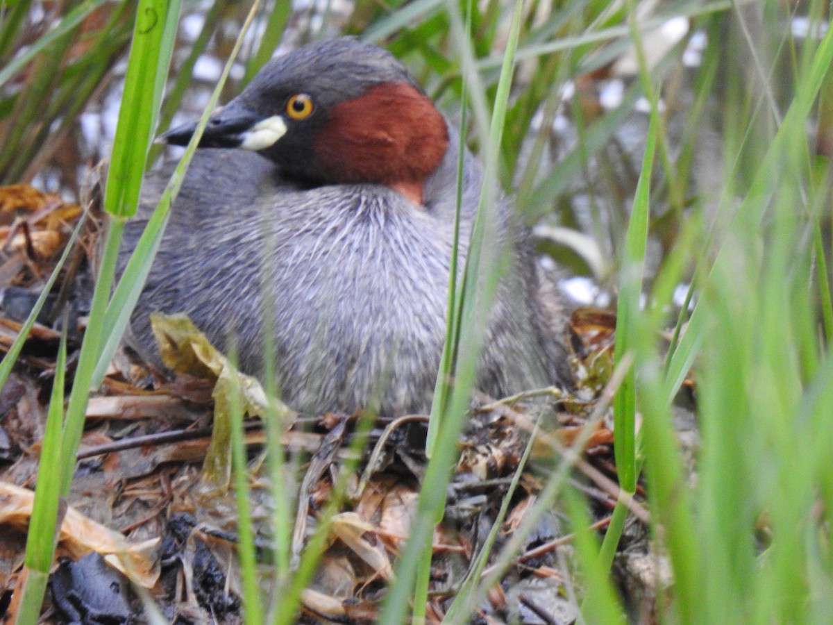 Little Grebe - Savitha Rajesh