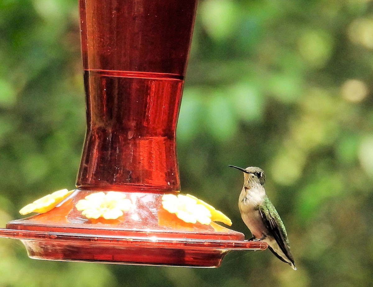 Colibri à gorge rubis - ML623502156