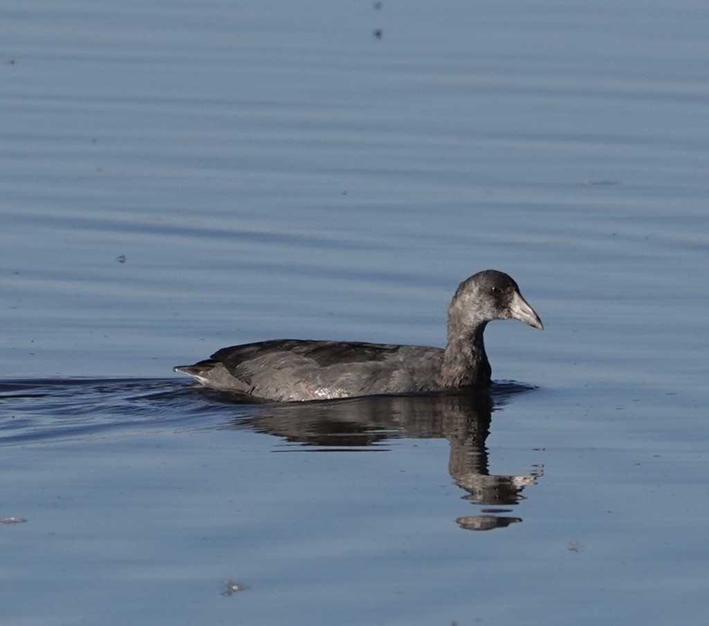 American Coot - ML623502157