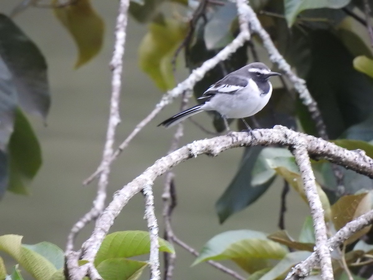 White-browed Wagtail - ML623502158