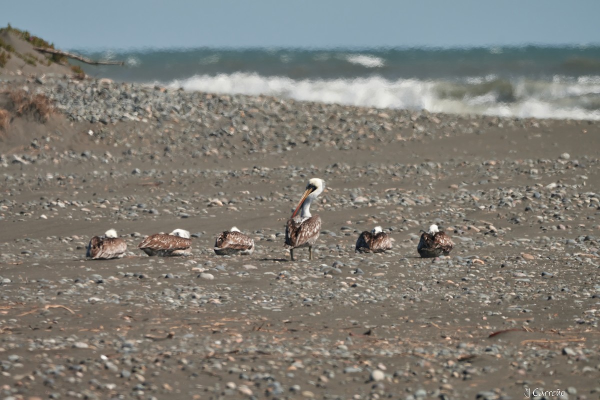 Peruvian Pelican - Juan Carlos Carreño Rojas