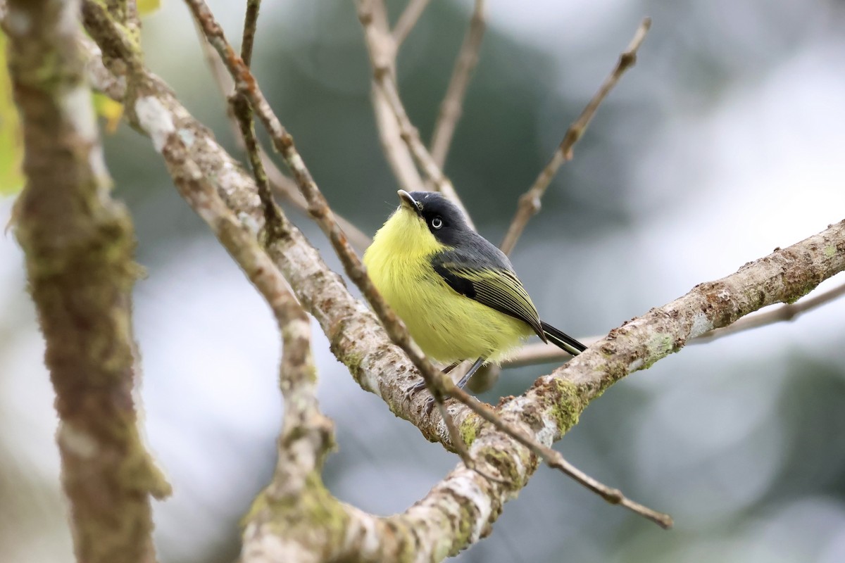 Common Tody-Flycatcher (cinereum Group) - ML623502172