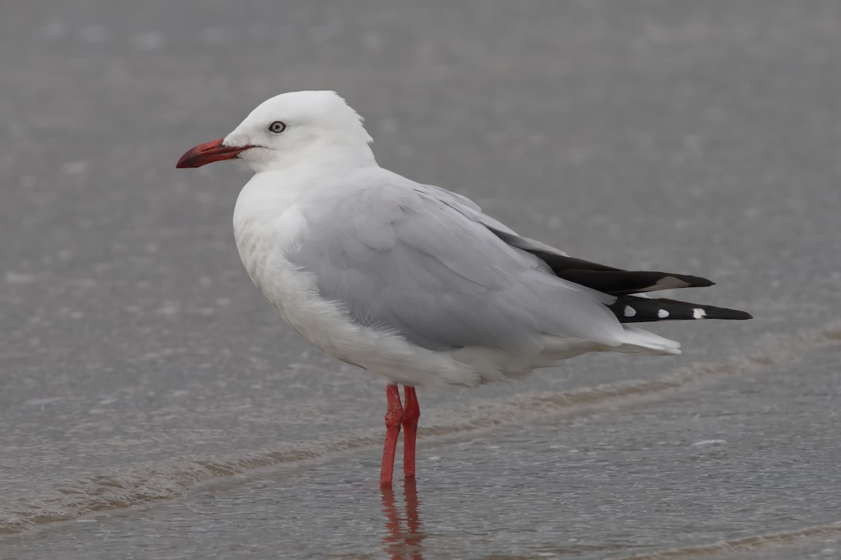 Silver Gull - ML623502173