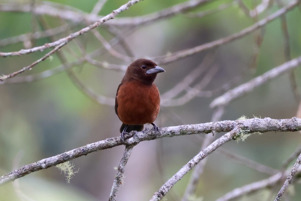 Silver-beaked Tanager - ML623502176