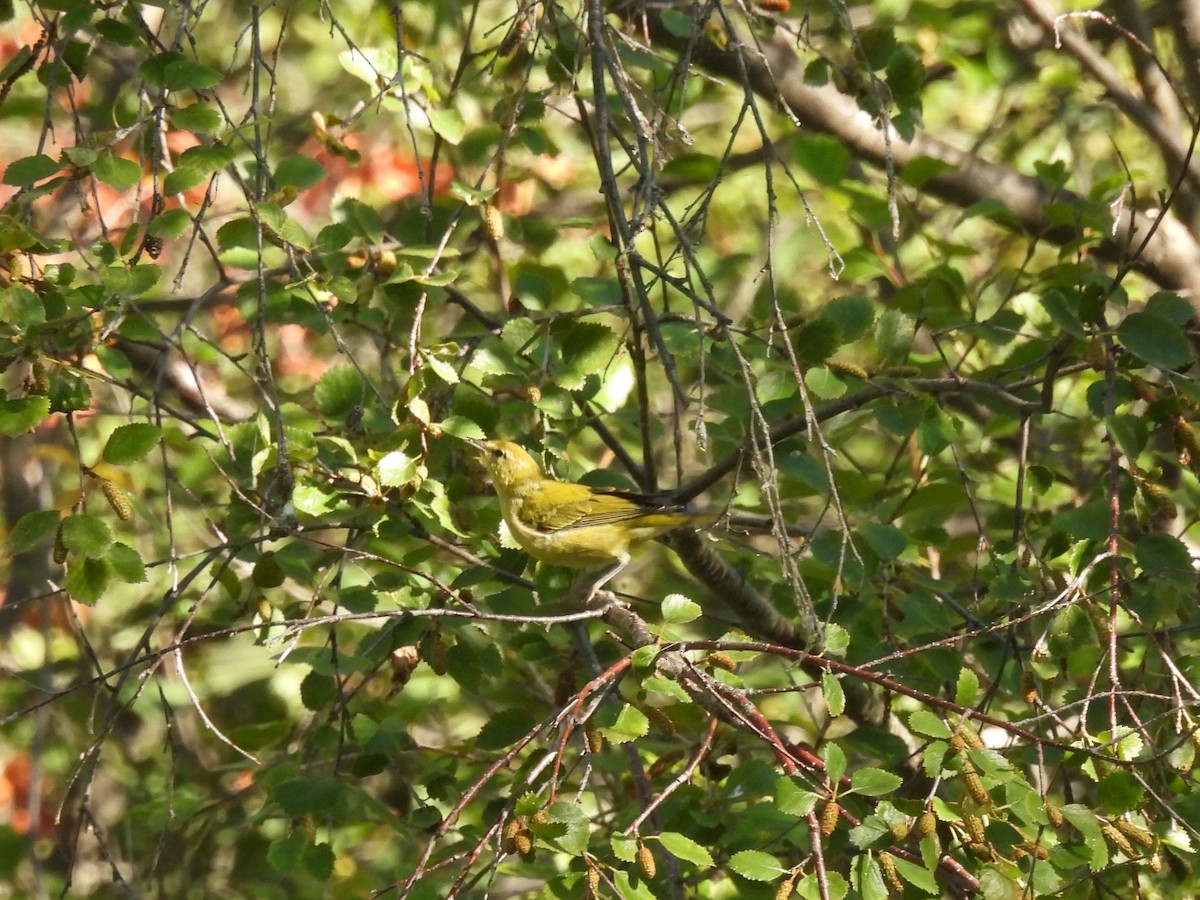 Tennessee Warbler - ML623502198