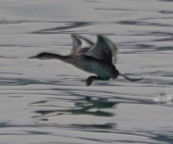 Red-necked Grebe - ML623502233