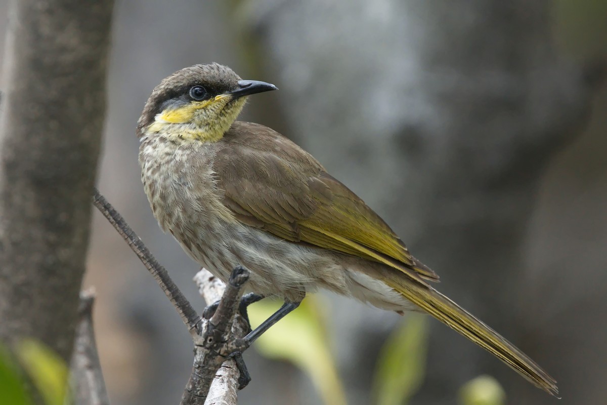 Varied Honeyeater - ML623502244