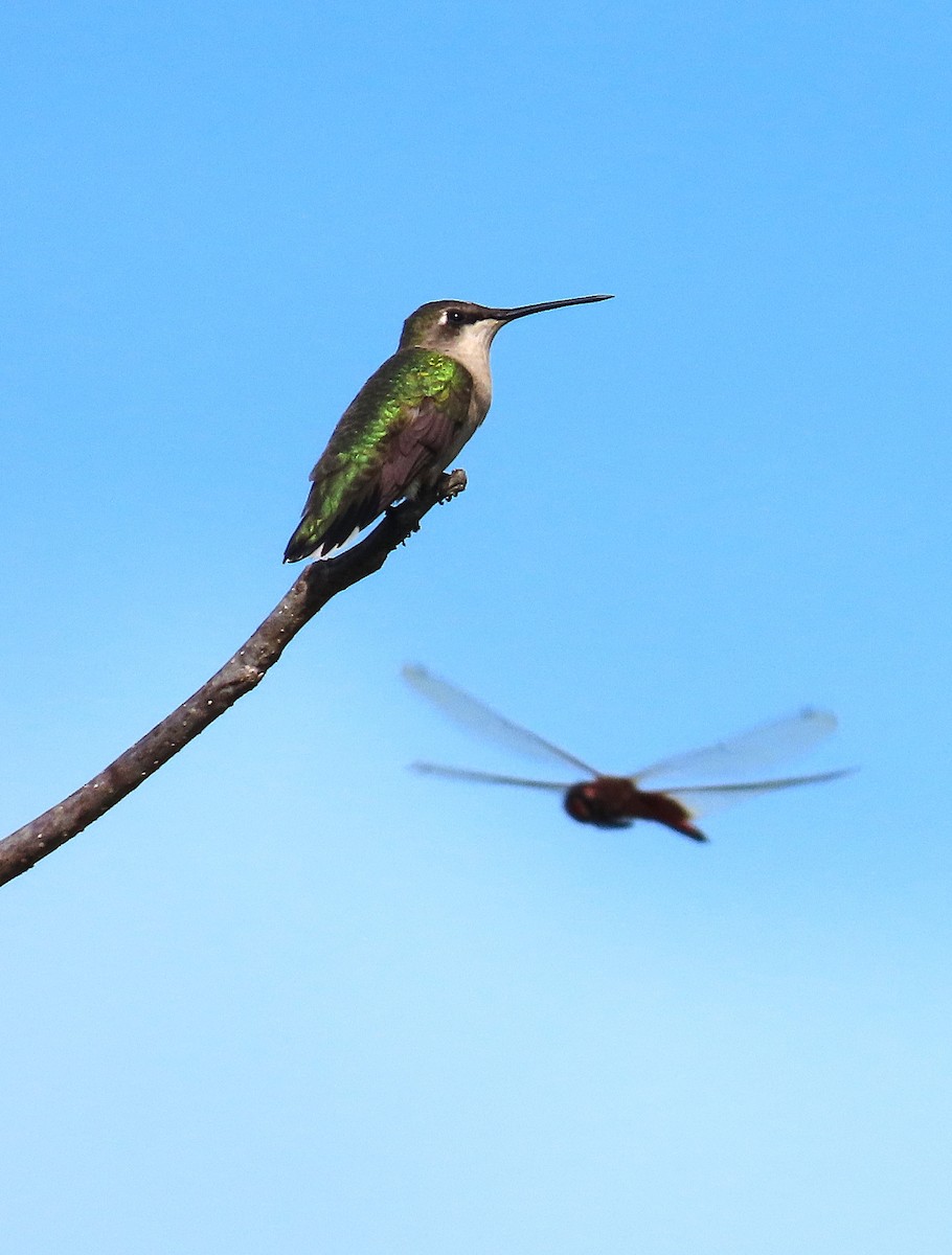 Ruby-throated Hummingbird - ML623502248
