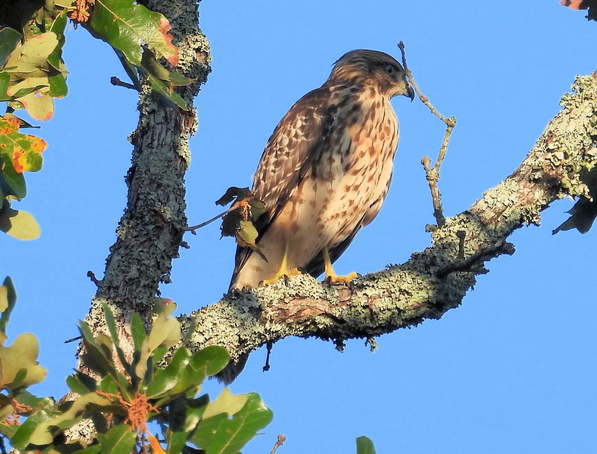 Cooper's Hawk - ML623502253