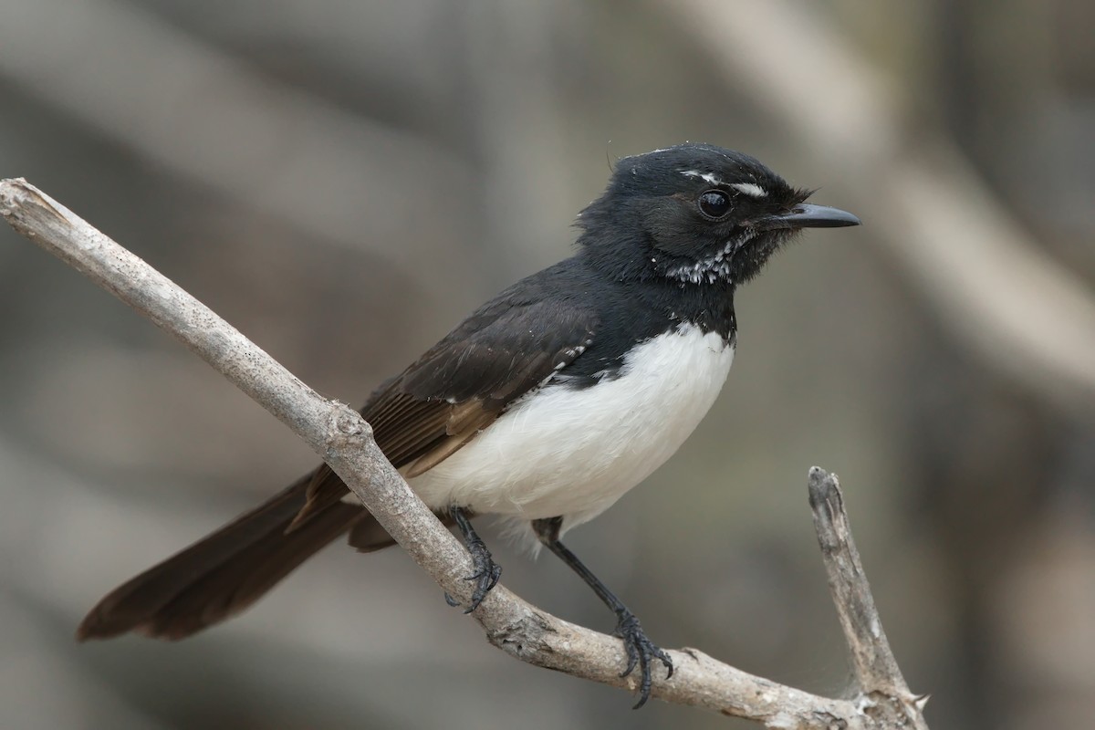 Willie-wagtail - ML623502265