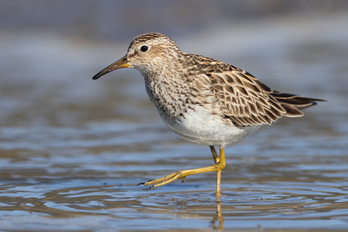 Pectoral Sandpiper - ML623502272