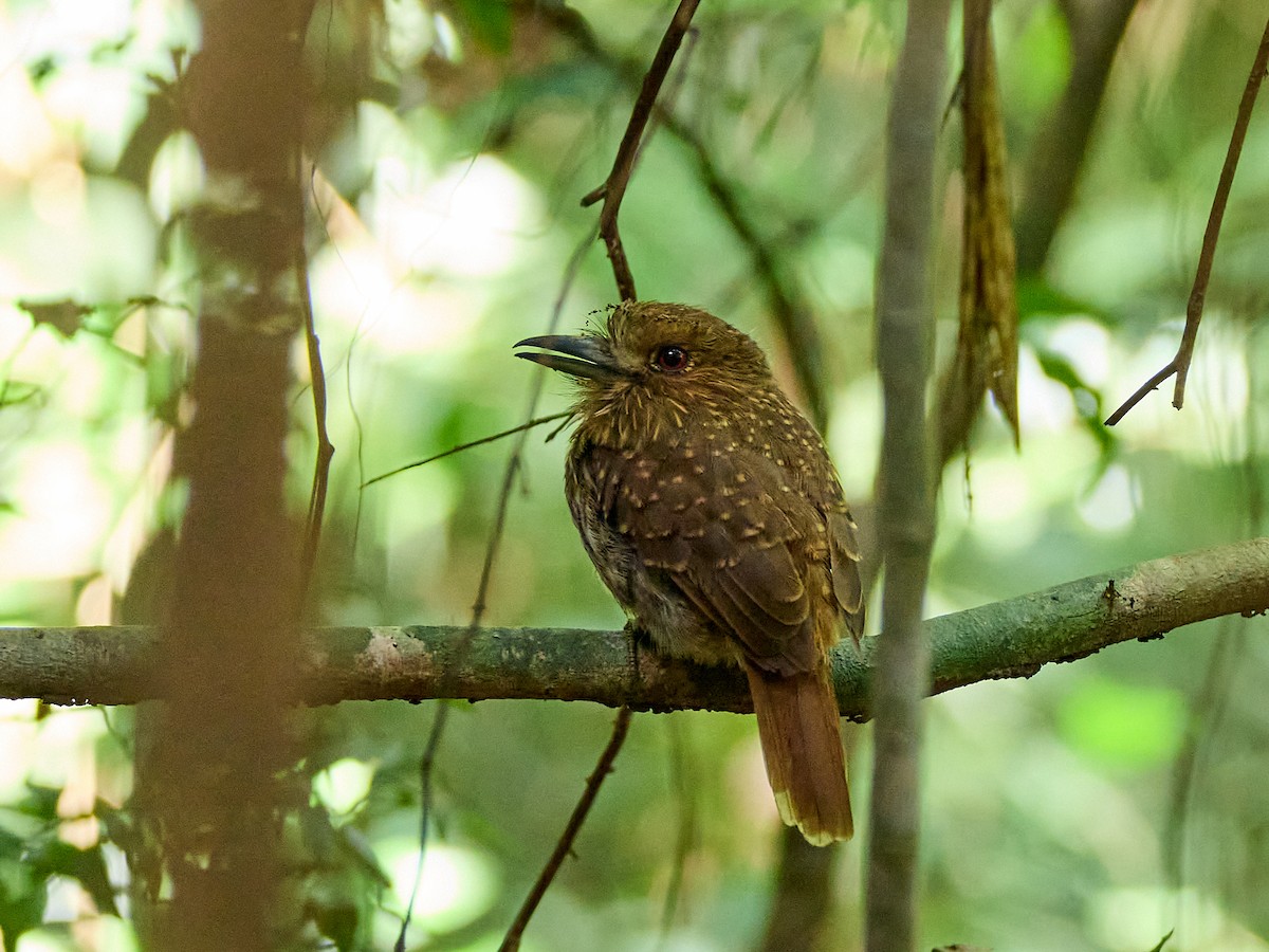 White-whiskered Puffbird - ML623502290