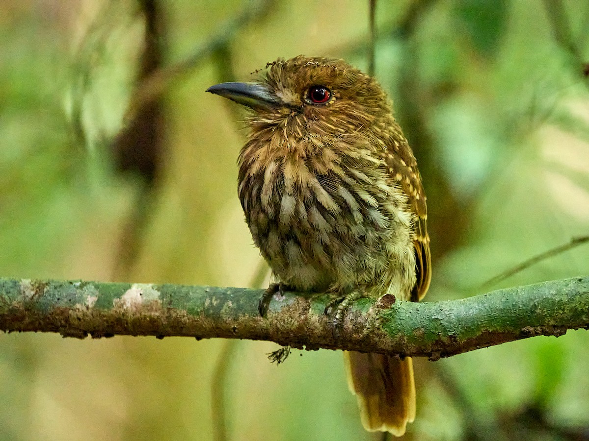 White-whiskered Puffbird - ML623502300