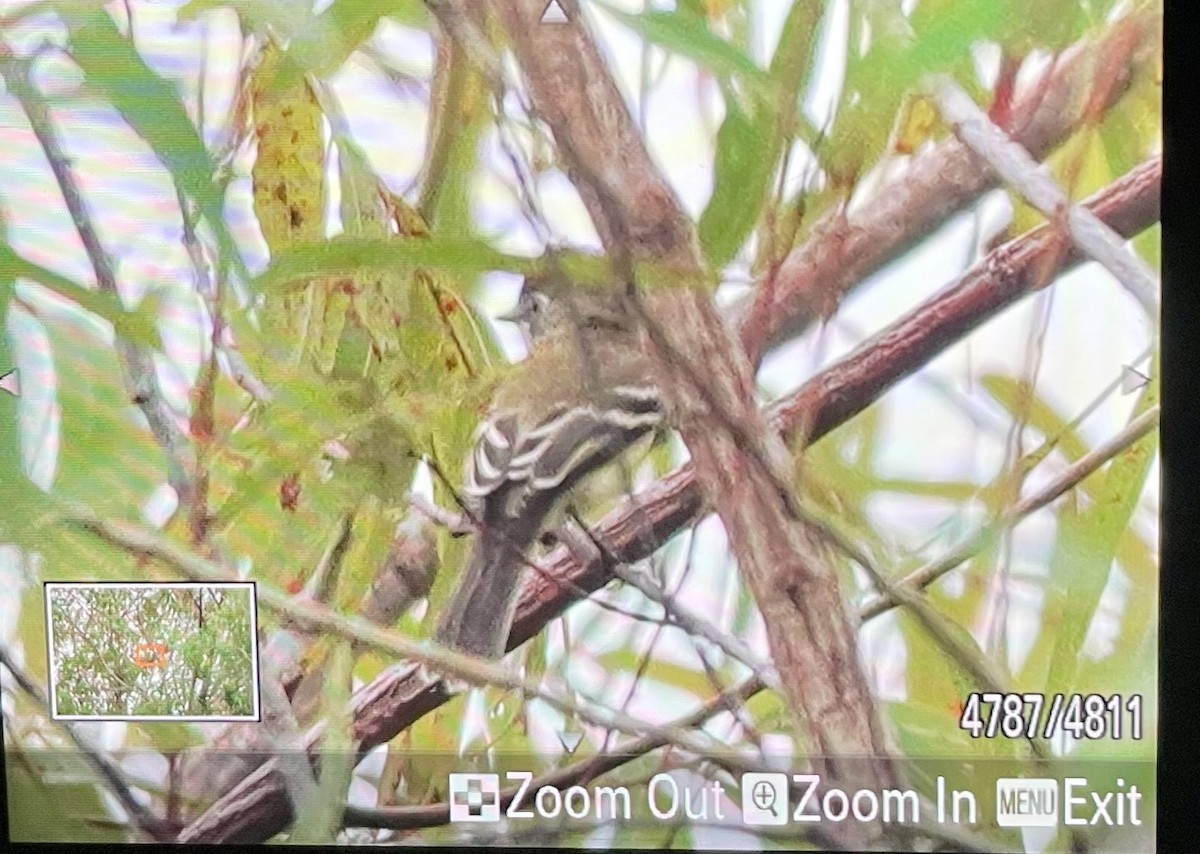 Least Flycatcher - ML623502304