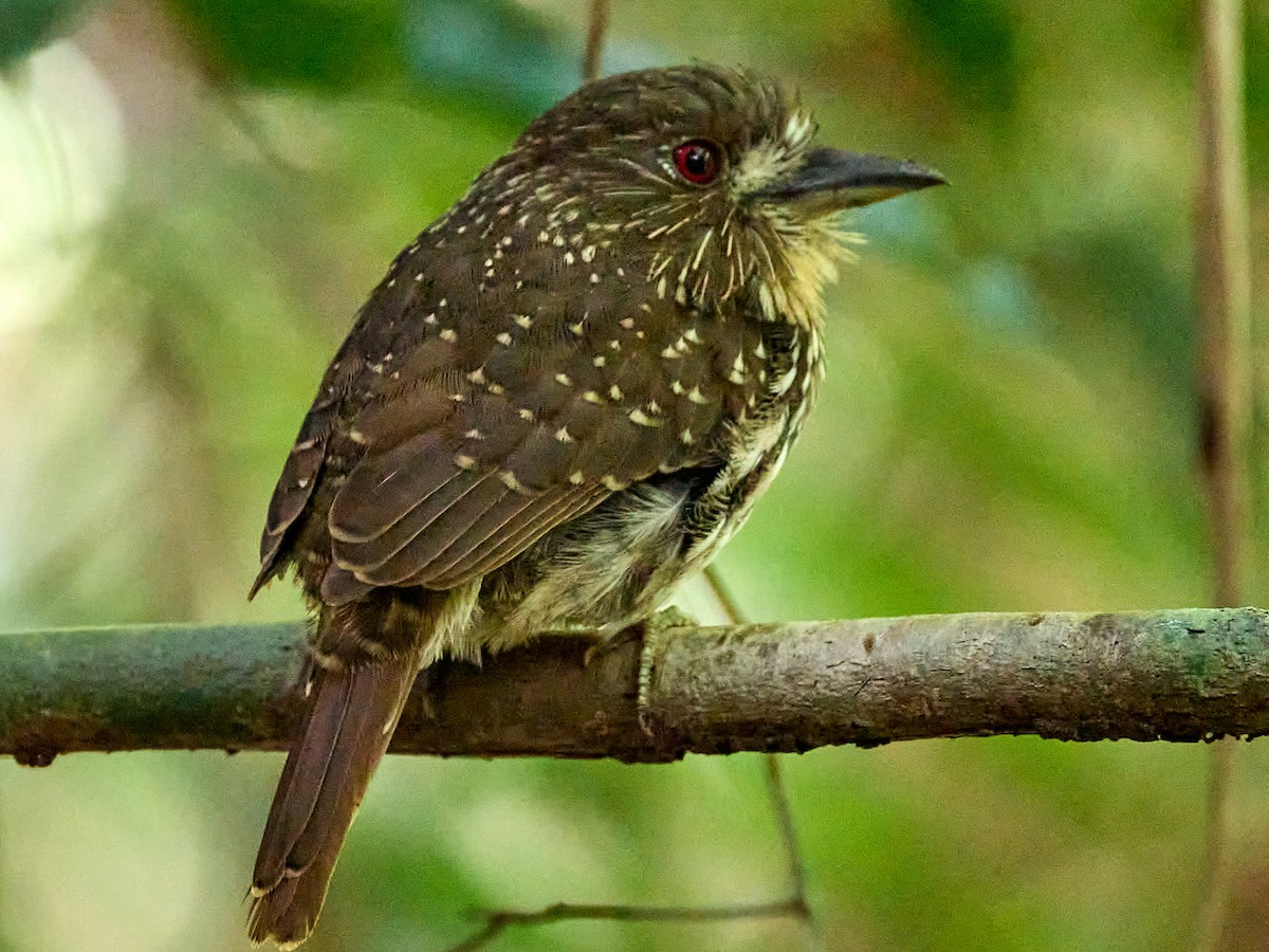 White-whiskered Puffbird - ML623502311