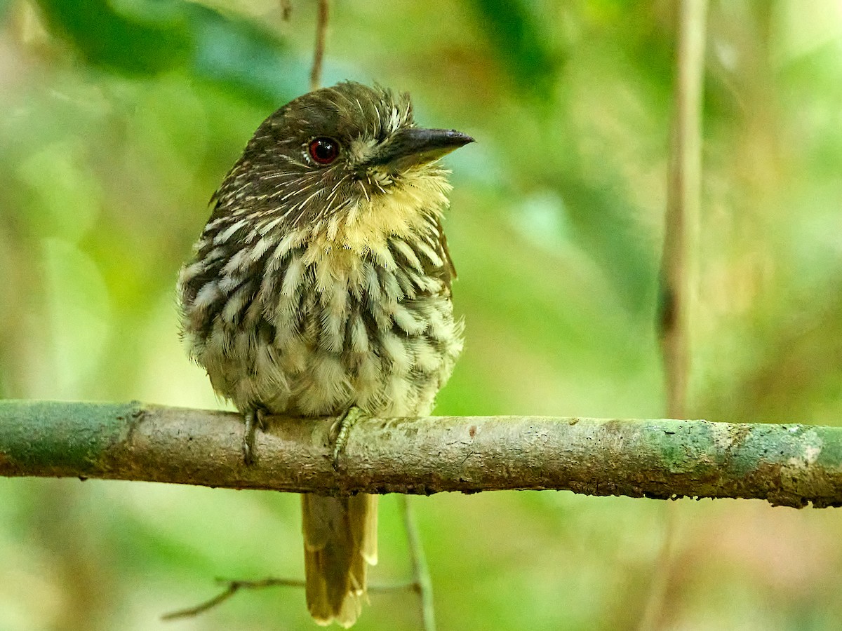 White-whiskered Puffbird - Scott Ramos