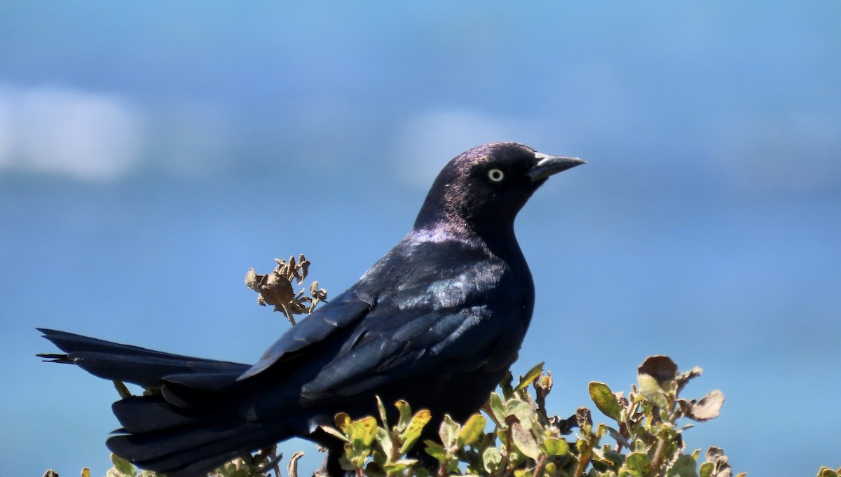 Brewer's Blackbird - ML623502350