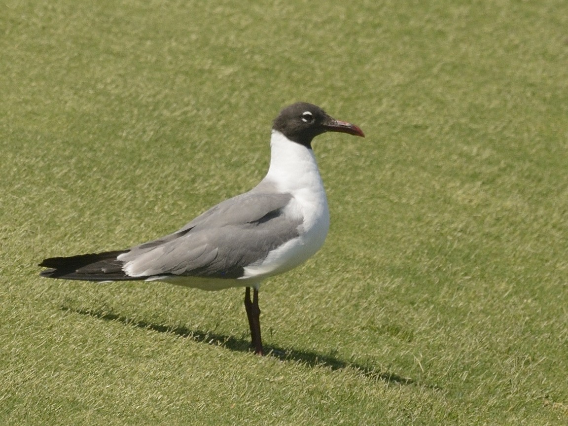 Laughing Gull - ML623502410