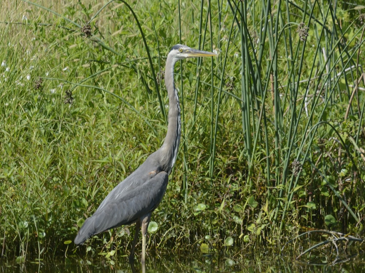 Great Blue Heron - ML623502422