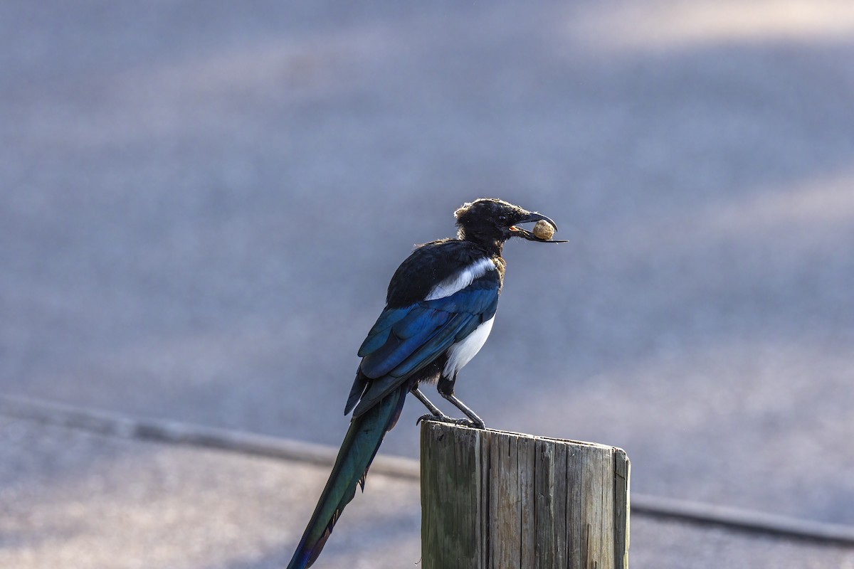 Black-billed Magpie - ML623502434