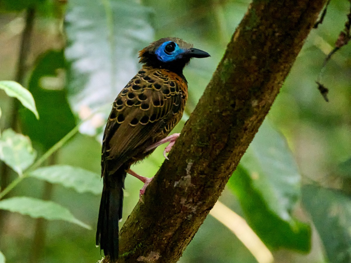 Ocellated Antbird - ML623502438