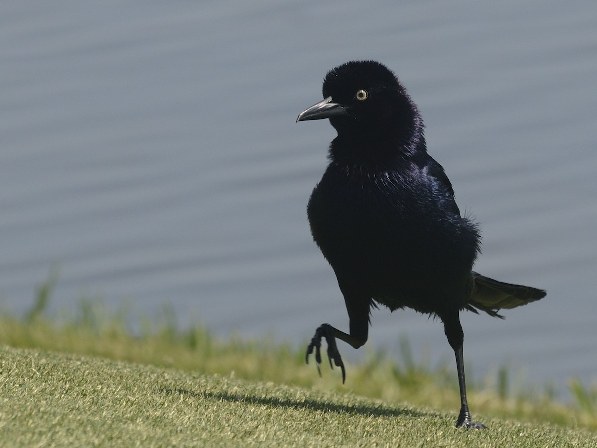 Boat-tailed Grackle - ML623502441