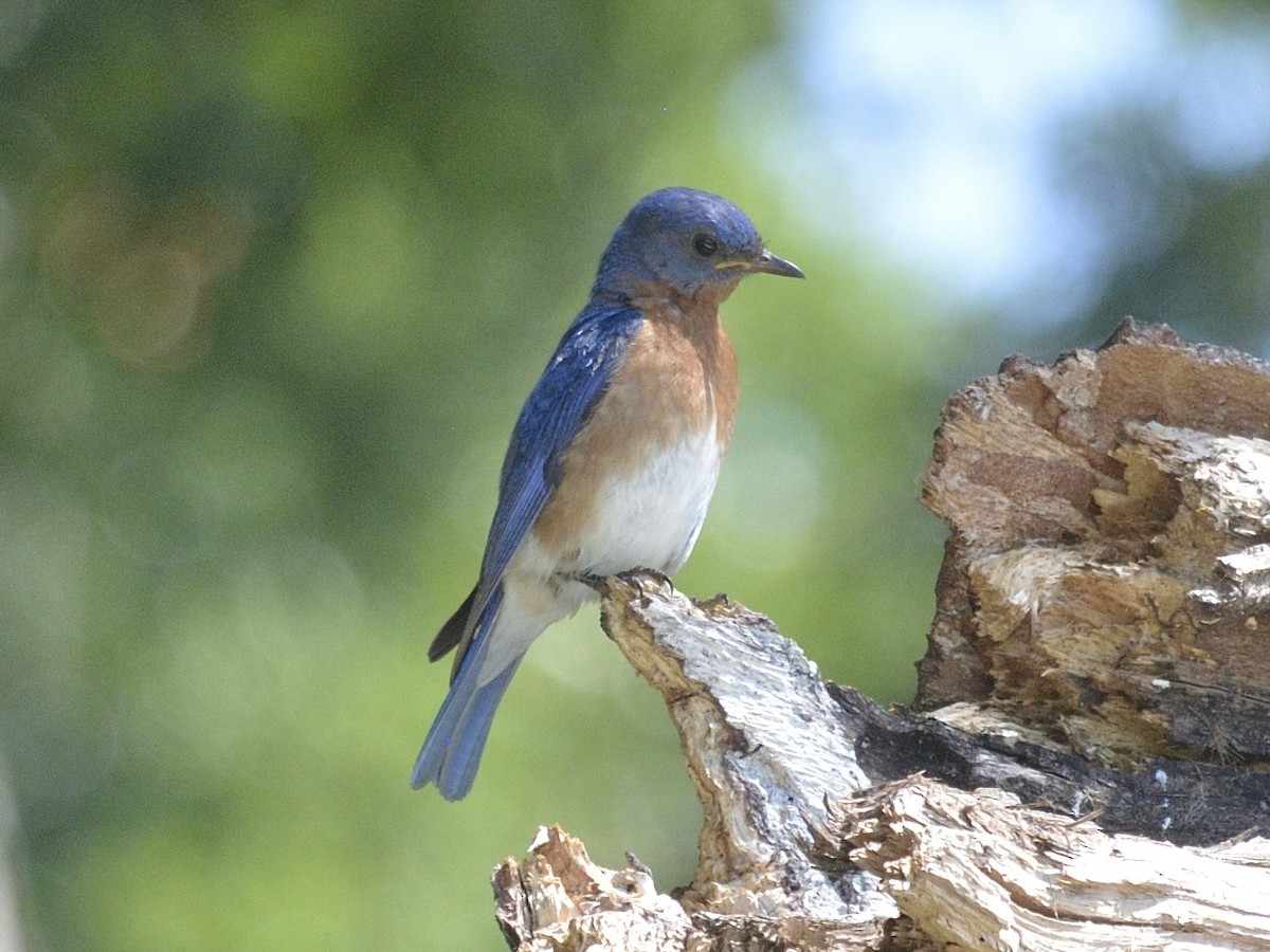 Eastern Bluebird - ML623502457