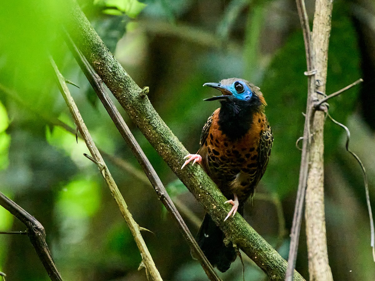 Ocellated Antbird - ML623502466