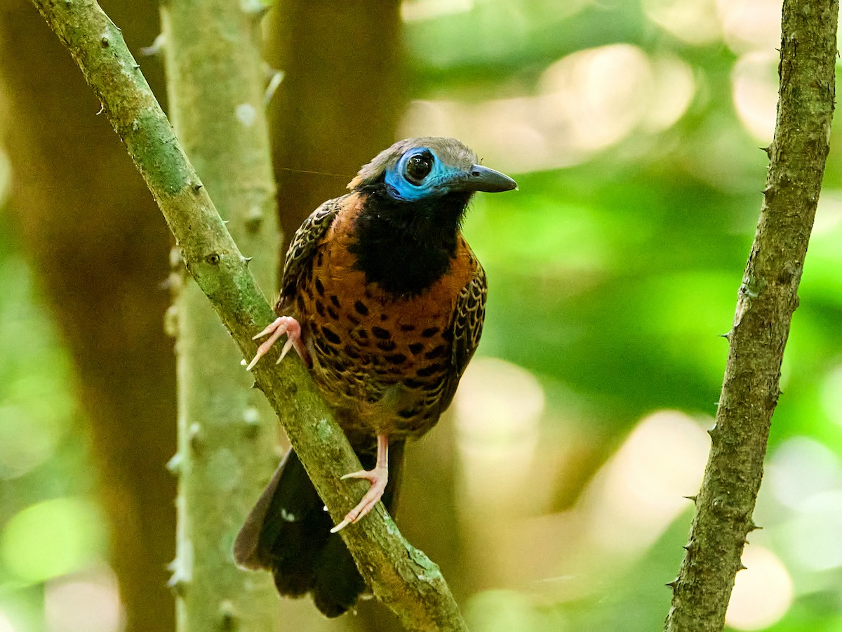 Ocellated Antbird - ML623502475