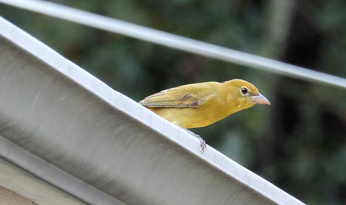 Summer Tanager - ML623502477