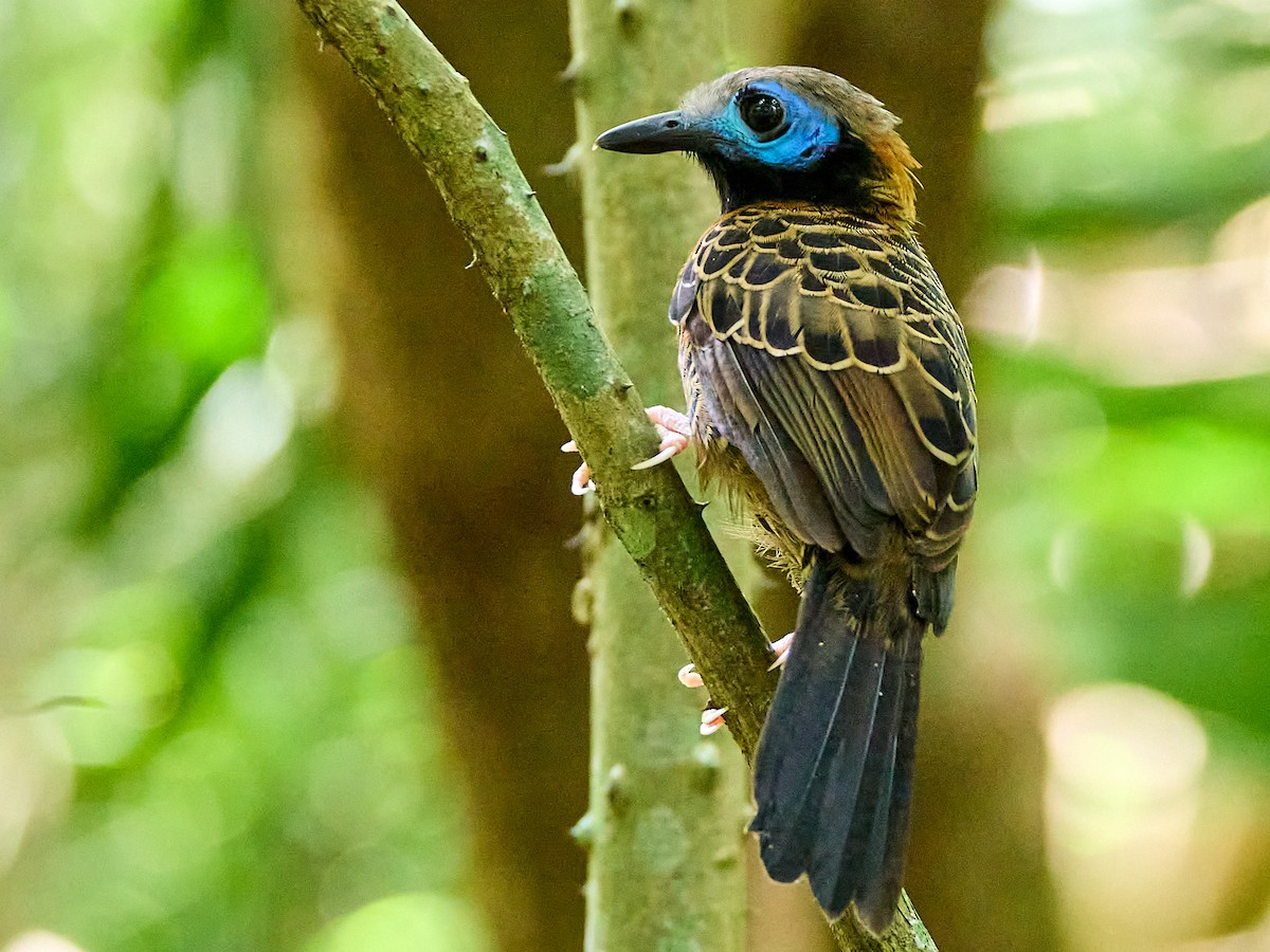 Ocellated Antbird - ML623502480