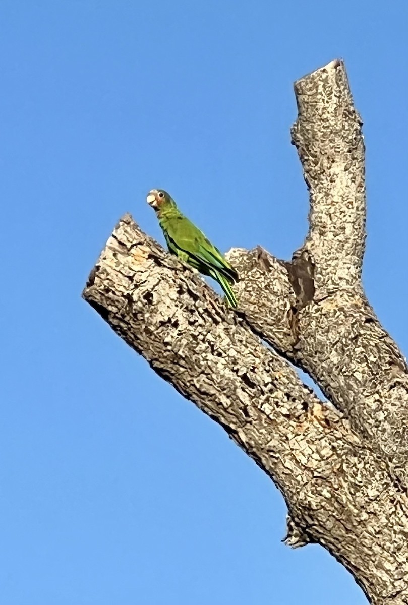 Cuban Parrot (Cayman Is.) - ML623502550