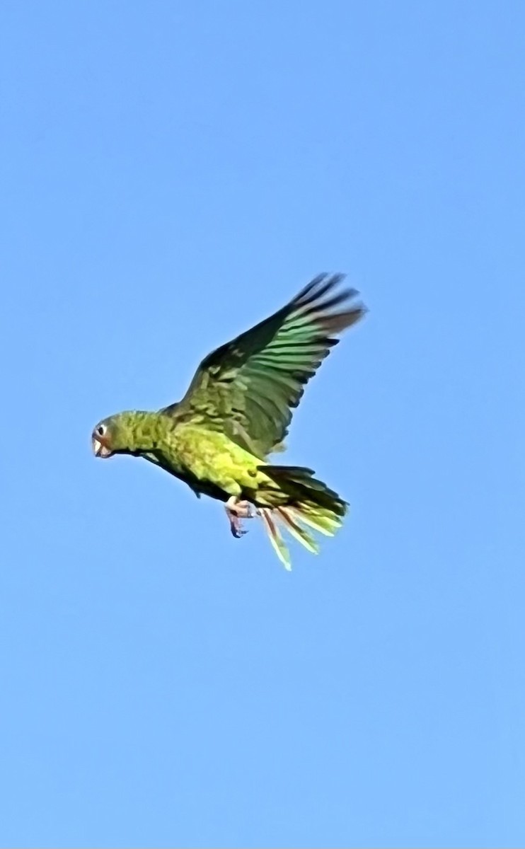 Cuban Parrot (Cayman Is.) - ML623502552