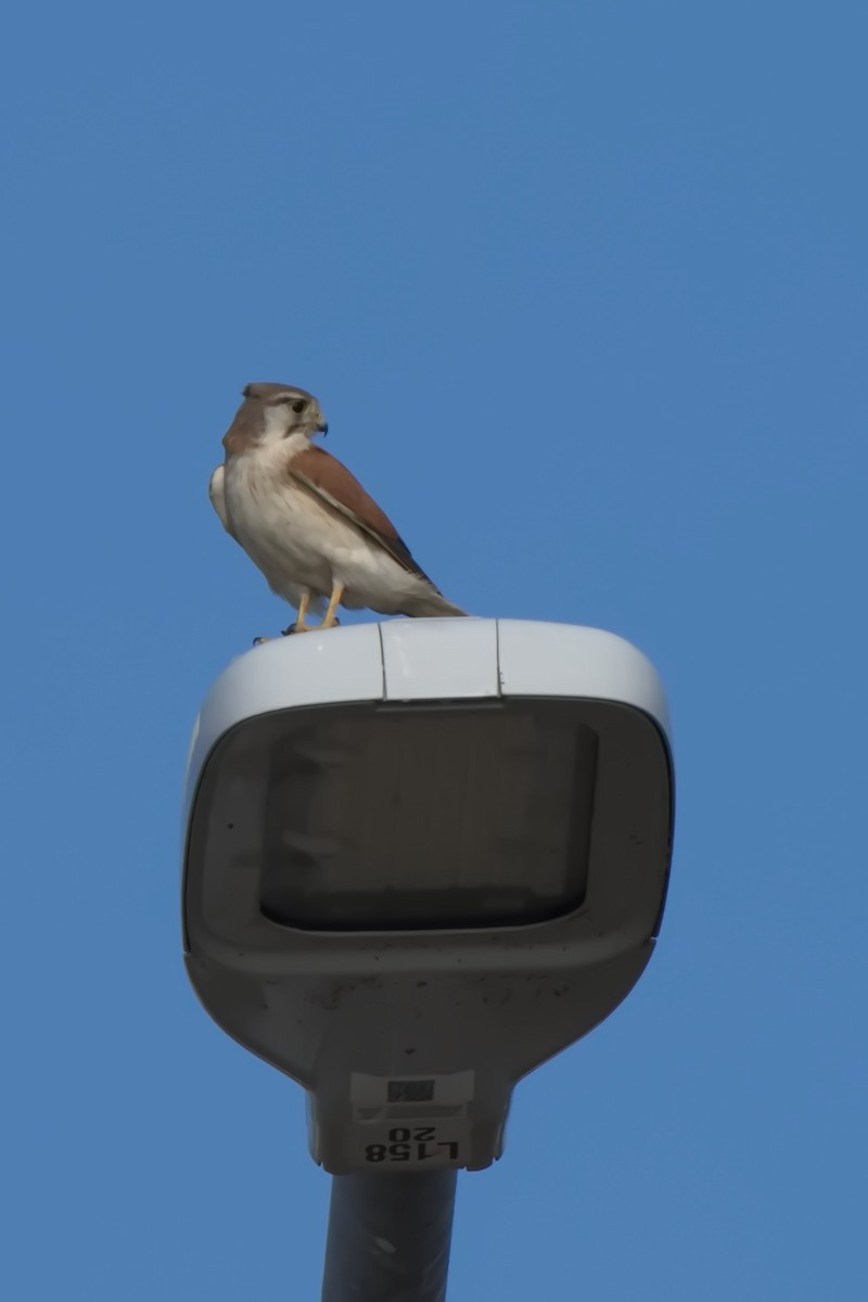 Nankeen Kestrel - Ed Pierce