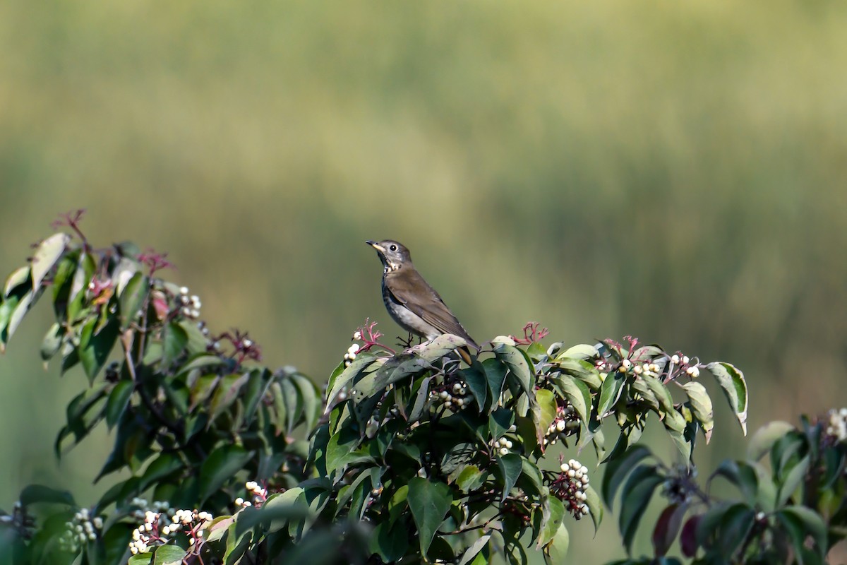 Grauwangen-Musendrossel - ML623502574