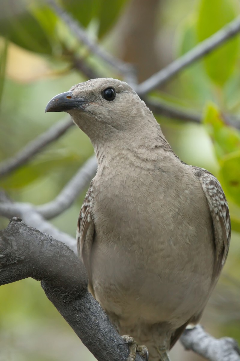 Great Bowerbird - ML623502581