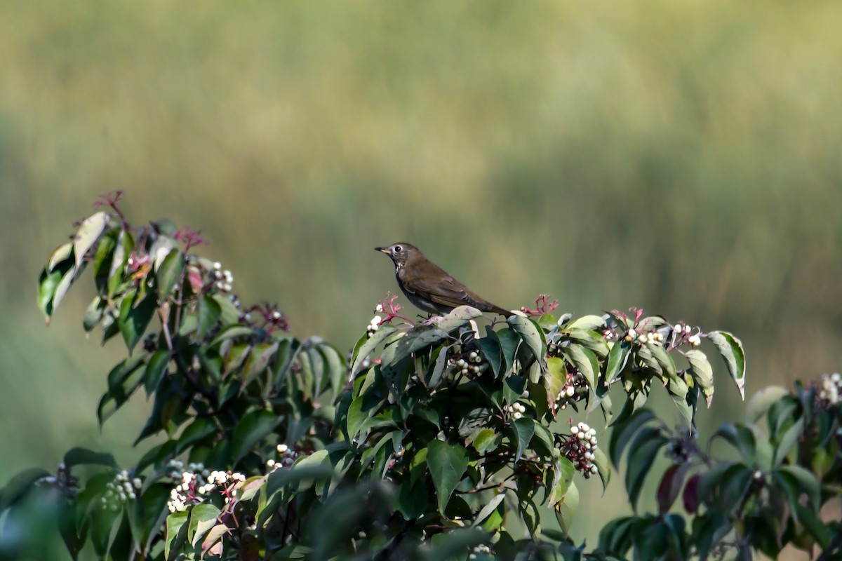 Grauwangen-Musendrossel - ML623502584