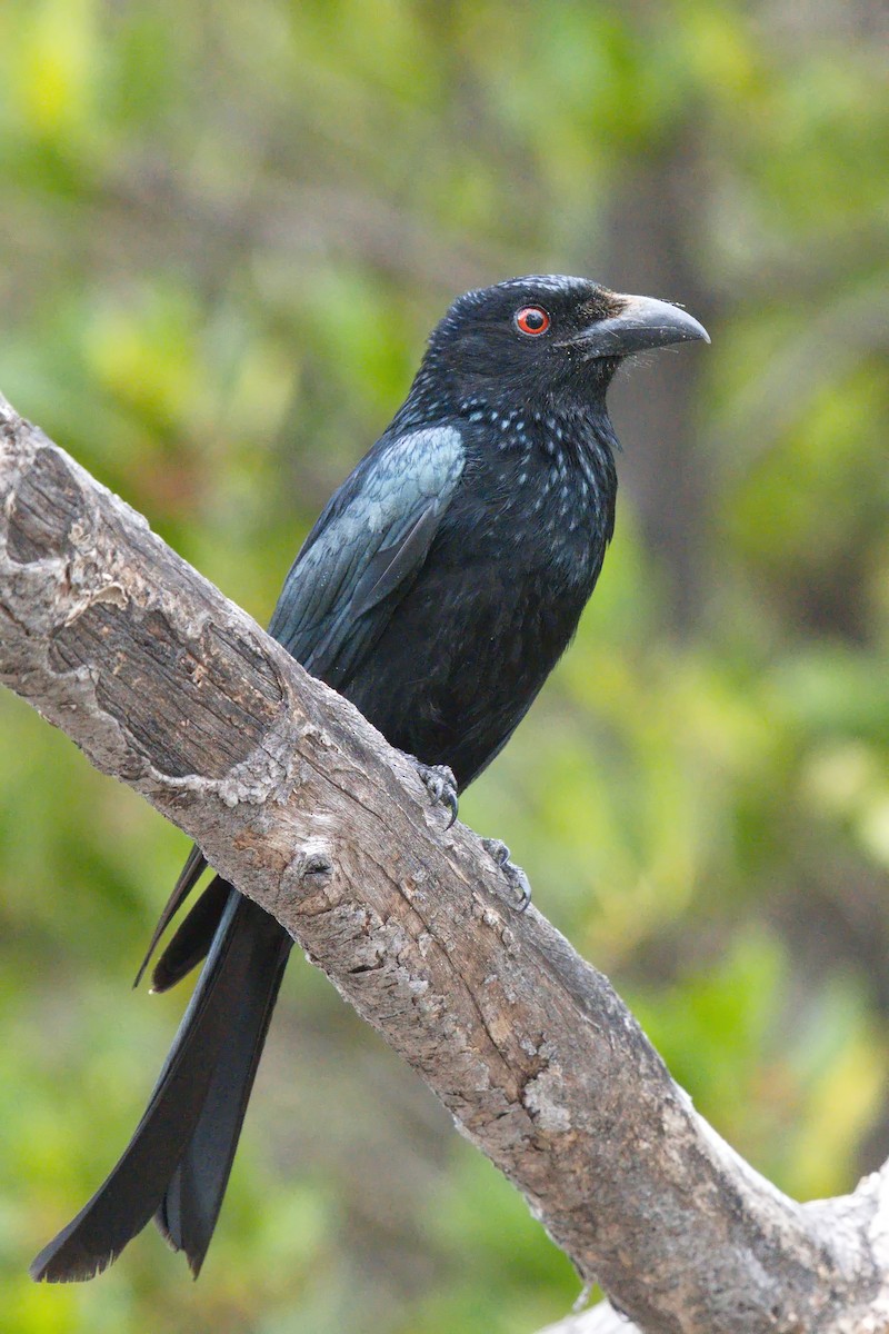 Spangled Drongo - ML623502595