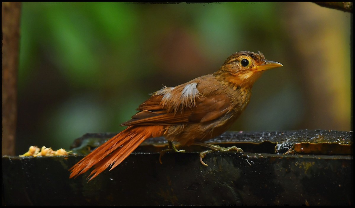 Ochre-throated Foliage-gleaner - ML623502597