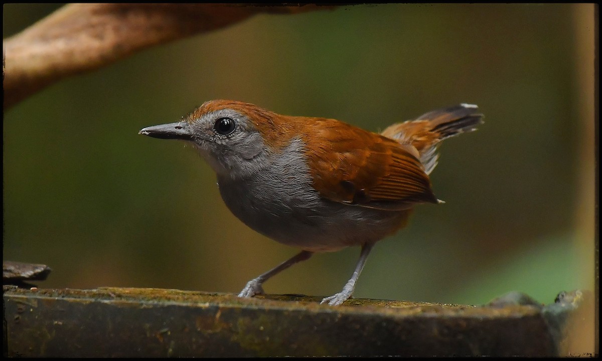 Xingu Scale-backed Antbird - ML623502621