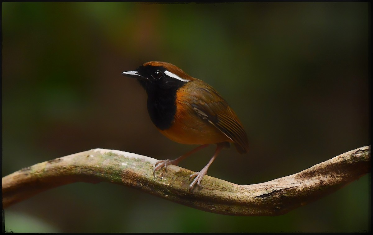 Black-breasted Gnateater - ML623502631