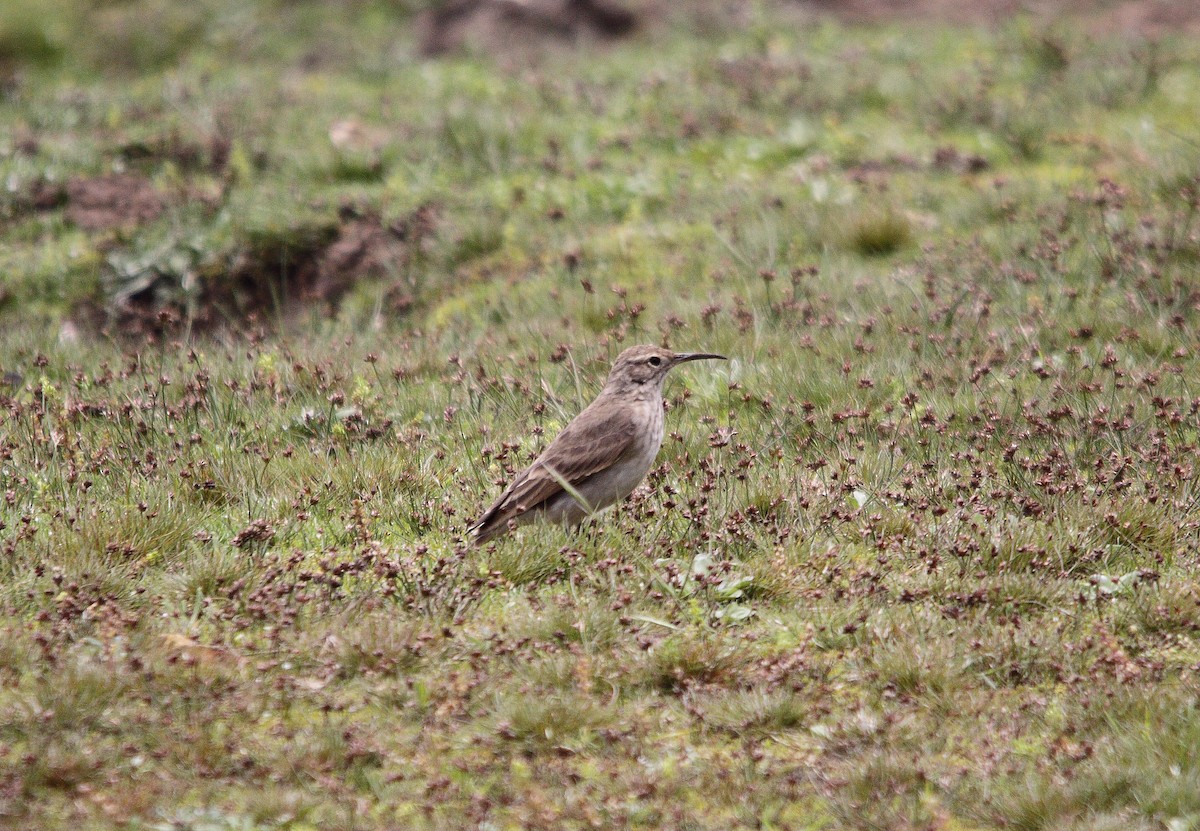 Slender-billed Miner - ML623502632