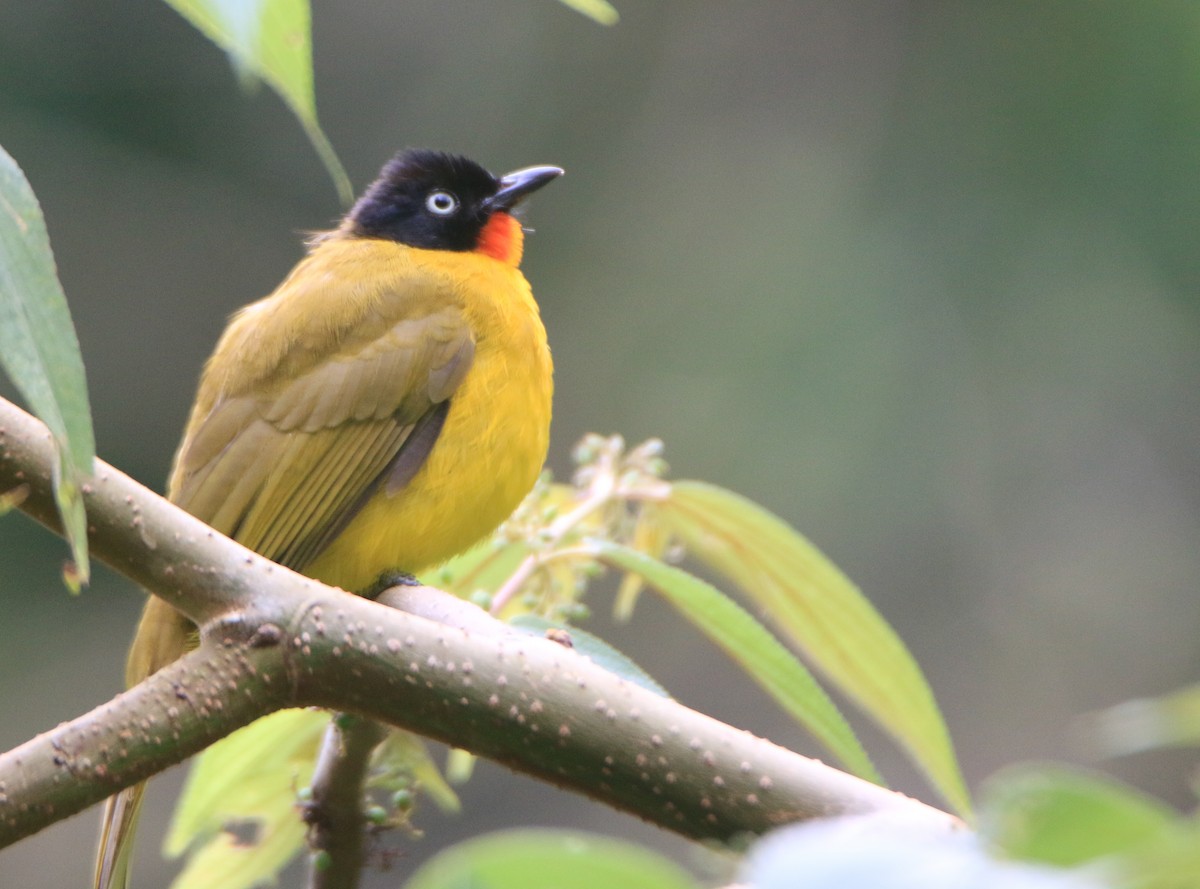 Flame-throated Bulbul - ML623502639