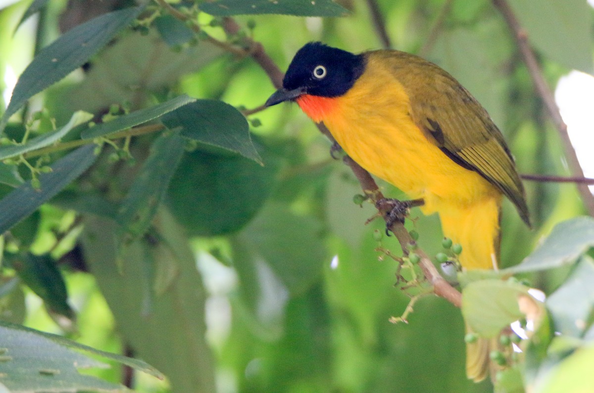 Flame-throated Bulbul - ML623502640