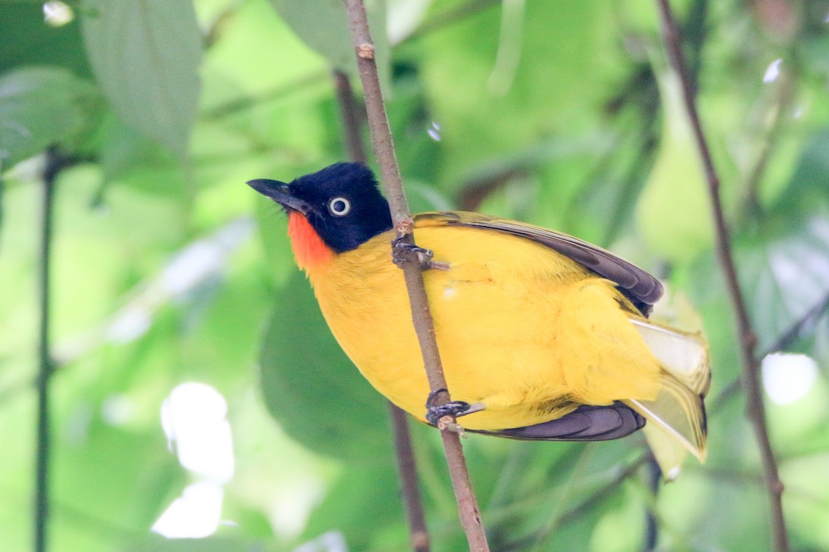 Flame-throated Bulbul - Krishnamoorthy Muthirulan