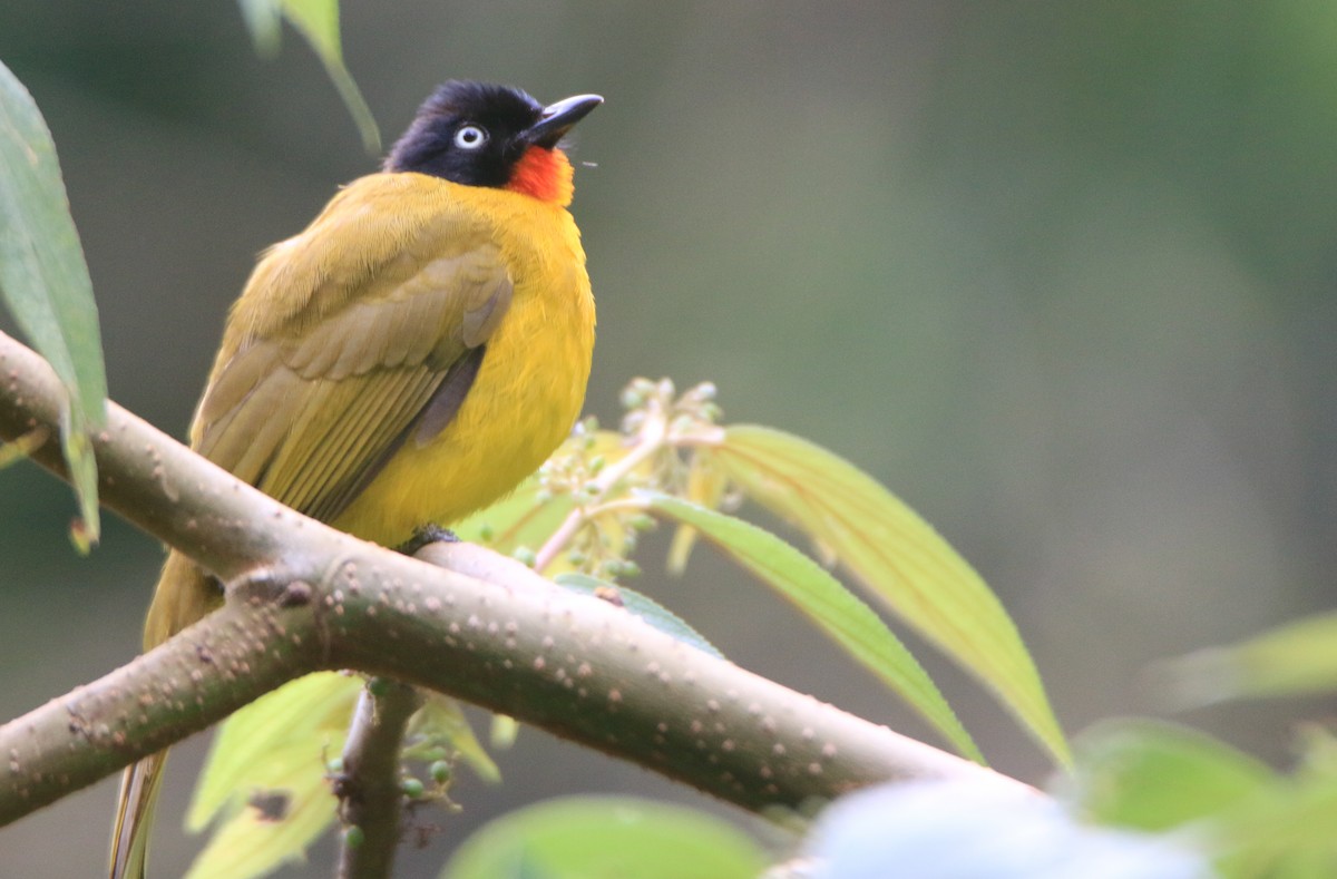 Flame-throated Bulbul - ML623502642